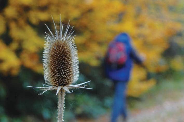 kazandere inonu yaylasi Yuvacık Mavi Kayalar Kahvaltı Restoran