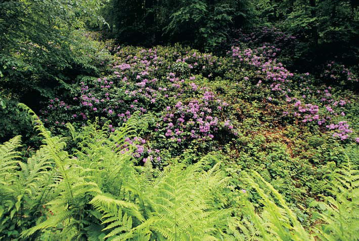 kocaeli bitki ortusu Yuvacık Mavi Kayalar Kahvaltı Restoran