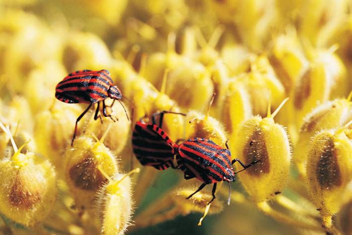kocaeli fauna Yuvacık Mavi Kayalar Kahvaltı Restoran