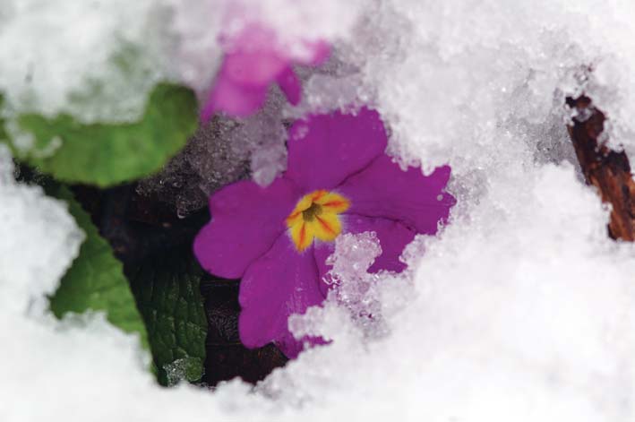 kocaeli flora Yuvacık Mavi Kayalar Kahvaltı Restoran