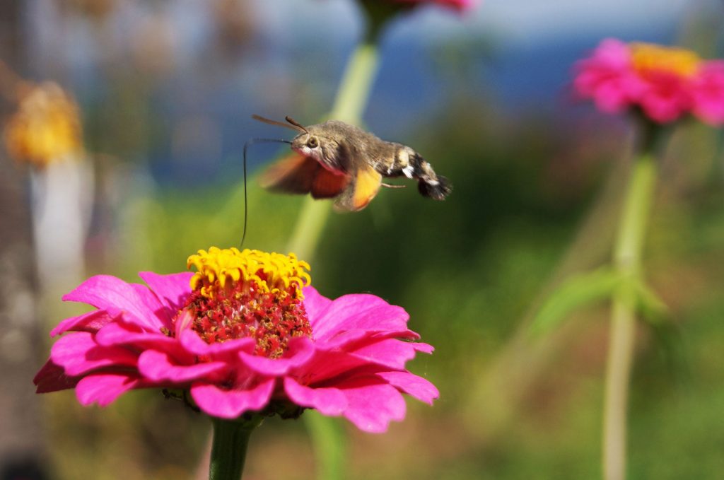 stock photo 16385899 Yuvacık Mavi Kayalar Kahvaltı Restoran